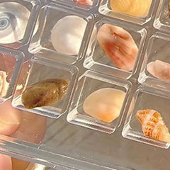 Acrylic Magnetic Seashell Display Box